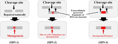 Implications and Lessons From the Introduction of Genome-Edited Food Products in Japan